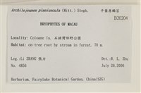 平葉原鱗苔藏品圖，第2張