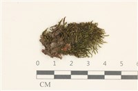 平葉原鱗苔藏品圖，第1張