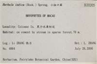 印度扭口蘚藏品圖，第2張