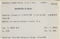 鞭苔,三裂鞭苔藏品圖，第2張