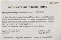 疣柄青蘚藏品圖，第2張