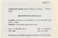 刺葉護蒴苔藏品圖，第2張