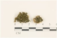 刺葉護蒴苔藏品圖，第1張