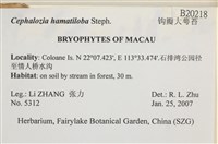 鉤瓣大萼苔藏品圖，第2張