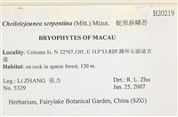 蛇形唇鱗苔藏品圖，第2張
