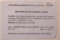 大麻羽蘚藏品圖，第2張