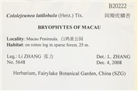 闊瓣疣鱗苔藏品圖，第2張