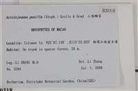 小頂鱗苔藏品圖，第2張