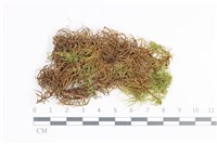 登錄號:B00020320藏品圖，第1張