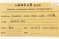 小牛舌蘚藏品圖，第2張