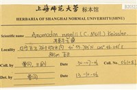 皺葉牛舌蘚藏品圖，第2張