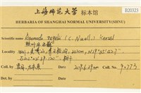 皺葉牛舌蘚藏品圖，第2張