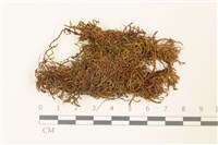 皺葉牛舌蘚藏品圖，第1張