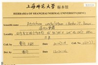 仙鶴蘚藏品圖，第2張