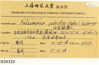 沼澤皺蒴蘚藏品圖，第2張