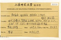 硬葉扭口蘚藏品圖，第2張