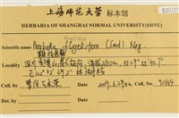 鞭枝懸蘚藏品圖，第2張