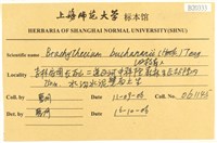 細枝青蘚藏品圖，第2張