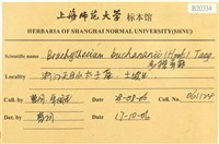 細枝青蘚藏品圖，第2張