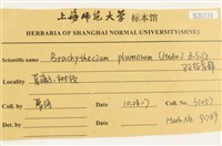 羽枝青蘚藏品圖，第2張