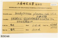 羽枝青蘚藏品圖，第2張
