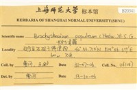 長肋青蘚藏品圖，第2張
