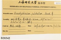 羽枝青蘚藏品圖，第2張
