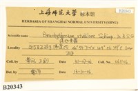 溪邊青蘚藏品圖，第2張