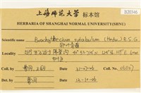 卵葉青蘚藏品圖，第2張
