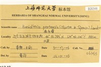 扁灰蘚藏品圖，第2張