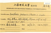 扁灰蘚藏品圖，第2張