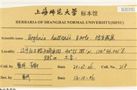 短尖燕尾蘚藏品圖，第2張