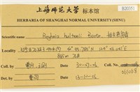短尖燕尾蘚藏品圖，第2張