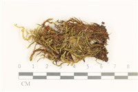 登錄號:B00020356藏品圖，第1張