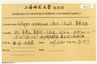 草黃濕原蘚藏品圖，第2張