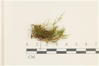 登錄號:B00020366藏品圖，第1張