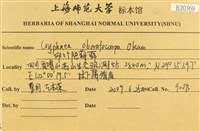 卵葉隱朔蘚藏品圖，第2張