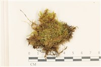 登錄號:B00020370藏品圖，第1張