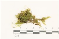 登錄號:B00020371藏品圖，第1張