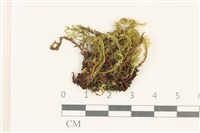 登錄號:B00020372藏品圖，第1張
