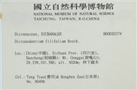 毛葉青毛蘚藏品圖，第2張