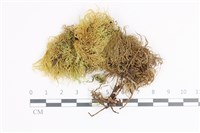 登錄號:B00020558藏品圖，第1張
