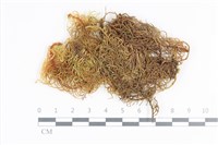登錄號:B00020559藏品圖，第1張