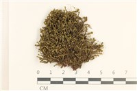 登錄號:B00020571藏品圖，第1張