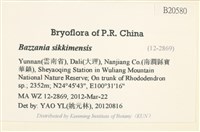 錫金鞭苔藏品圖，第2張