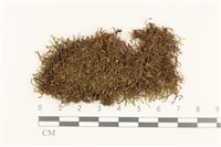 錫金鞭苔藏品圖，第1張