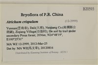 卷葉仙鶴蘚藏品圖，第2張