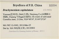 寬葉短月蘚藏品圖，第2張