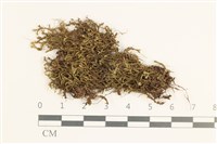 登錄號:B00020602藏品圖，第1張