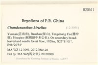 齒邊廣萼苔藏品圖，第2張